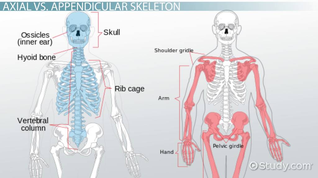 <p>the limbs - the upper limbs and the lower limbs</p>