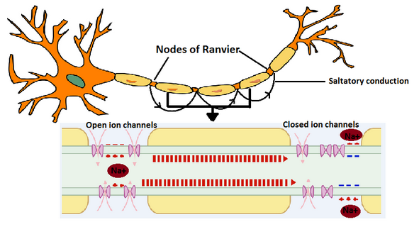 <p>Saltatory conduction is faster because it doesn’t have to travel as long of a distance. </p><p>It also uses less energy compared to regular conduction because only pumps at the nodes are working.</p>