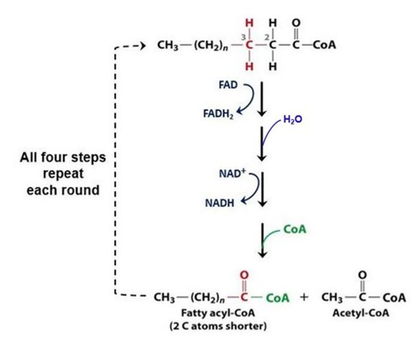 <p>1 NADH + 1 FADH2</p><p>(Note: every cut </p><p>produces these molecules)</p>
