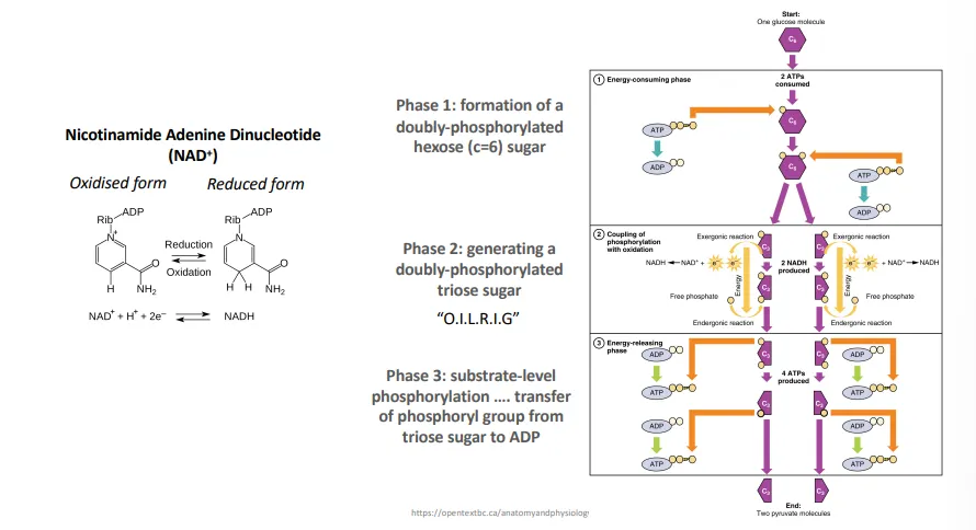 <ul><li><p>the glucose starting molecule is <strong>phosphorylated twice</strong>, at adjacent carbons, by the <strong>input of 2 ATP</strong>, to make it unstable enough to decompose into 2 <strong>3C molecules</strong> with one phosphate each</p></li><li><p>these lose two electrons and a proton, which is used to <strong>reduce </strong>the <strong>NAD</strong>+ cofactor to <strong>NADH</strong></p></li><li><p>this reaction releases enough energy to add a<strong> free phosphate</strong> to the 3C molecule to become an <strong>unstable diphosphate </strong>molecule again</p></li><li><p>this instability then favours the release of the two phosphate groups from each 3C molecule to produce <strong>4 ATP</strong> by<strong> substrate-level phosphorylation</strong> (<strong>coupling</strong>) and 2 pyruvate</p></li></ul><p></p>