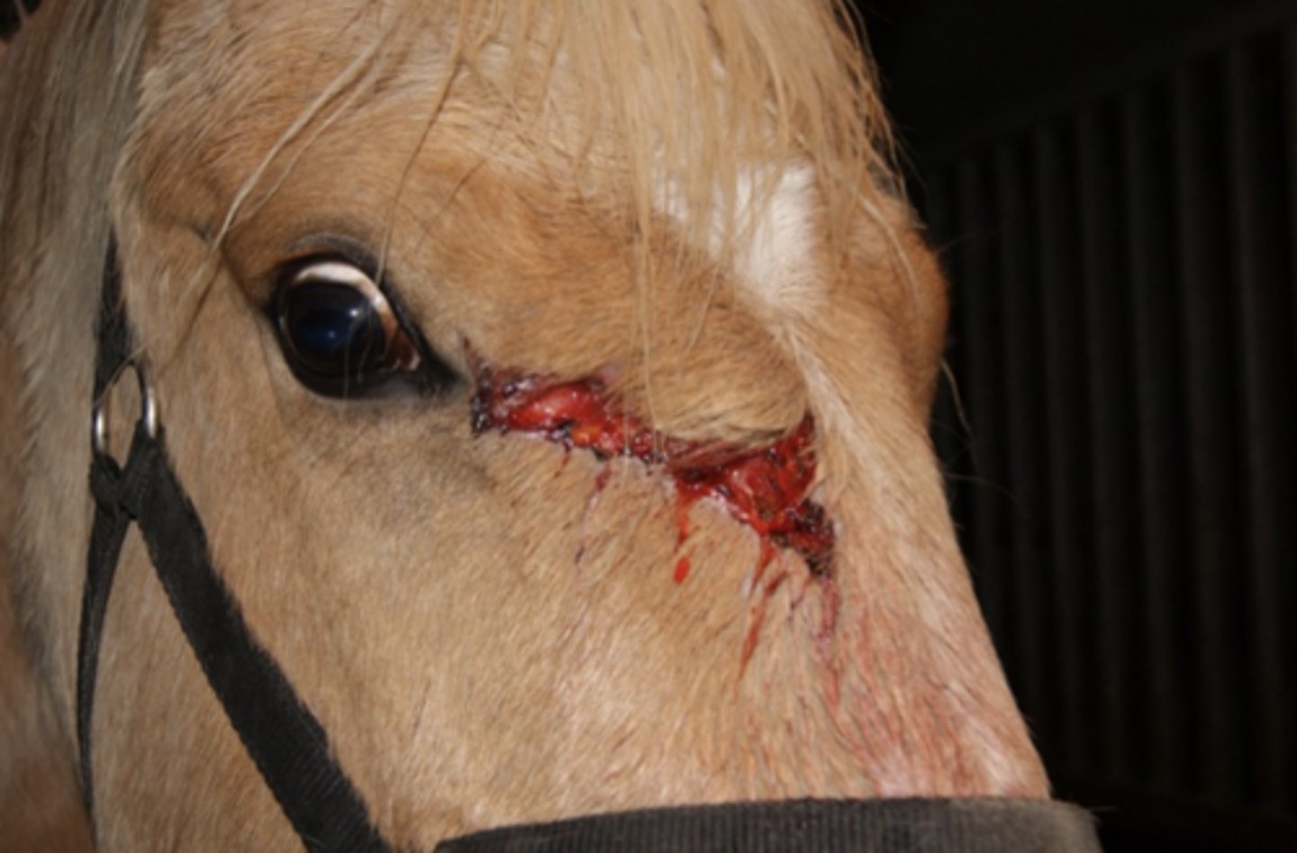 <p>Du bliver tilkaldt til en hest, der er fundet med den viste skade på folden. Hvad gør du først?</p><p>- Ingenting, dette er et hovedsår, der ikke behøver at blive syet</p><p>- Udtamponerer såret, klipper og vasker</p><p>- Suturerer såret.</p><p>- Henviser hesten til CT- skanning.</p>