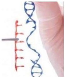 <p>Replace a mutated gene that causes disease with a healthy copy of the gene</p>