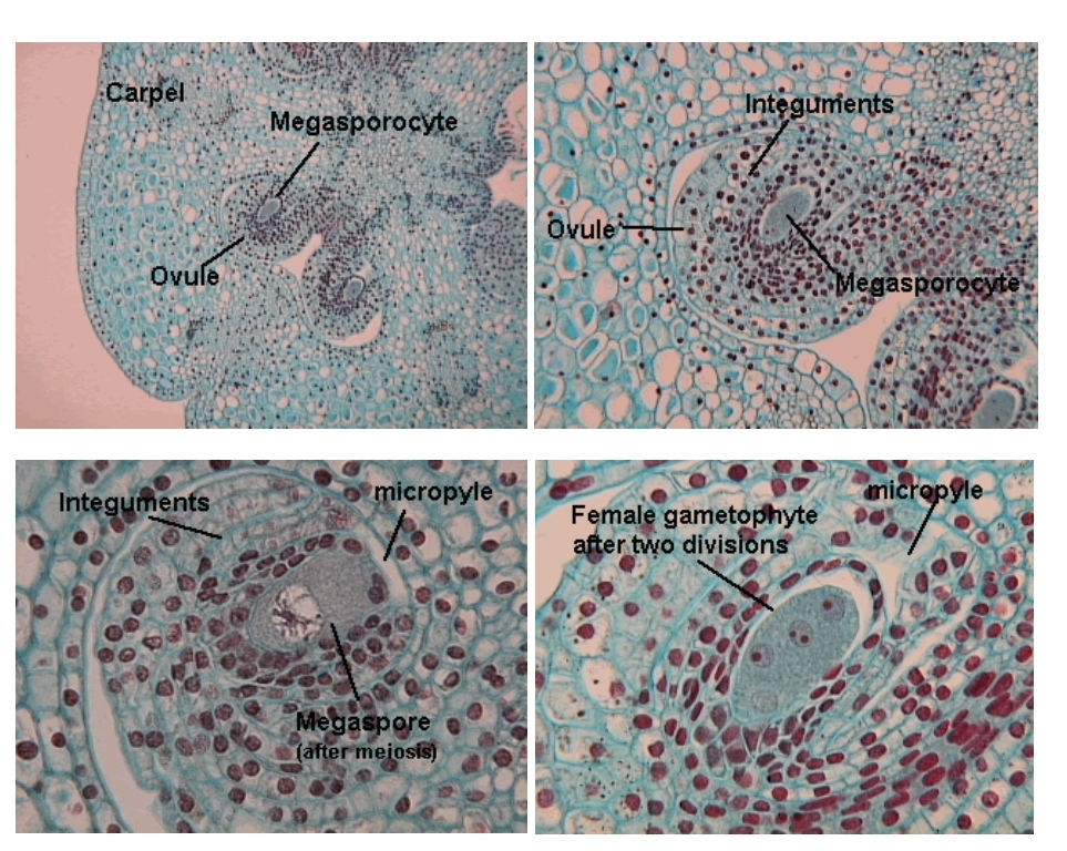 <p>Sexual reproduction in Flowering plants - Development of the Female gametophyte - the megasporocyte</p>