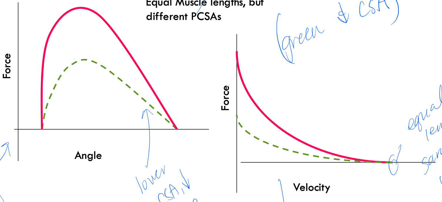 <p>green muscle line indicates this amount of cross sectional areal compared to the red muscle line (since its generates less force and they move through the same ROM)</p>