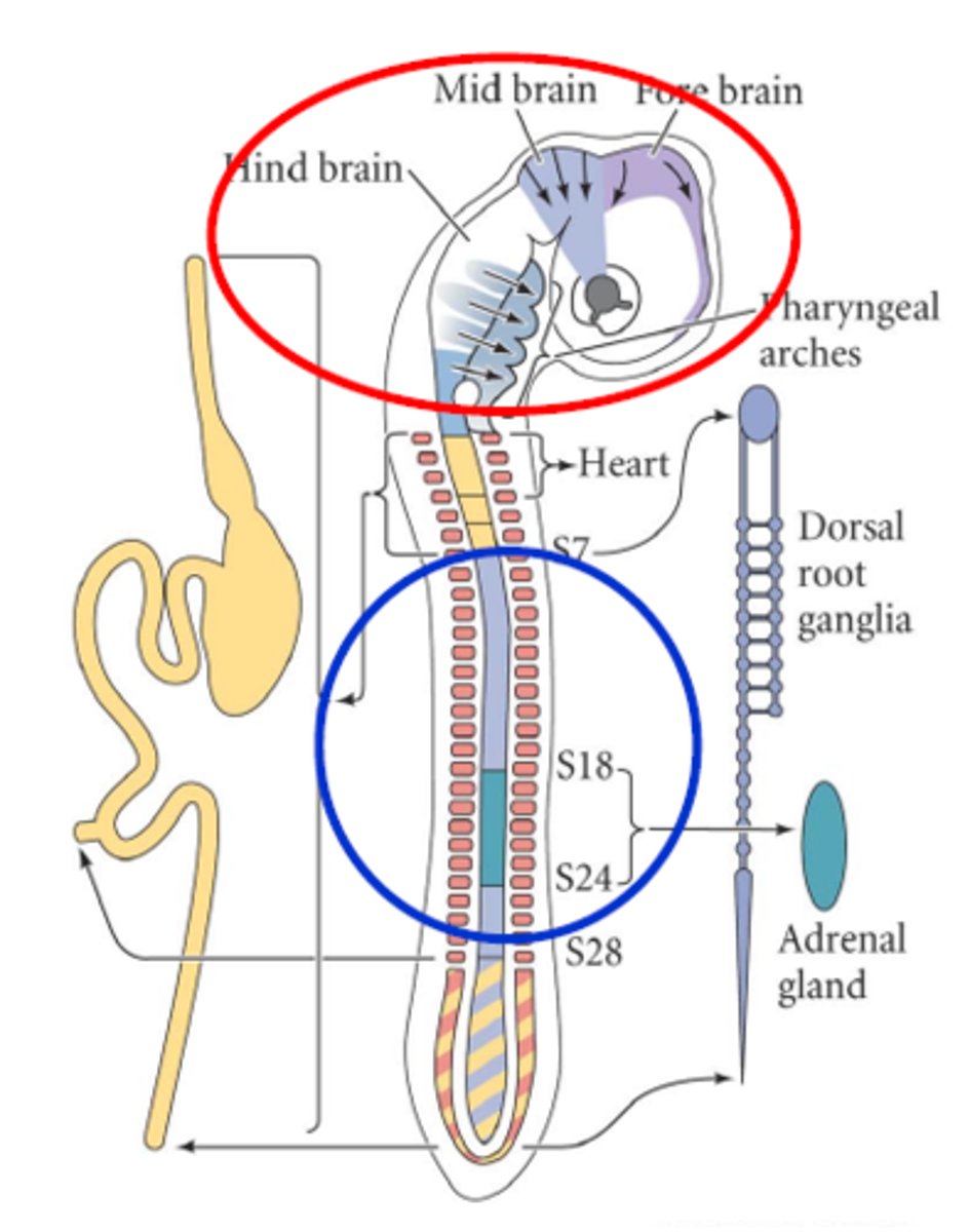 <p>- Dorsal root ganglia (sensory neurons)<br>- Sympathetic nervous system<br>- Adrenal medulla (somite 18-24)<br>- Melanocytes</p>