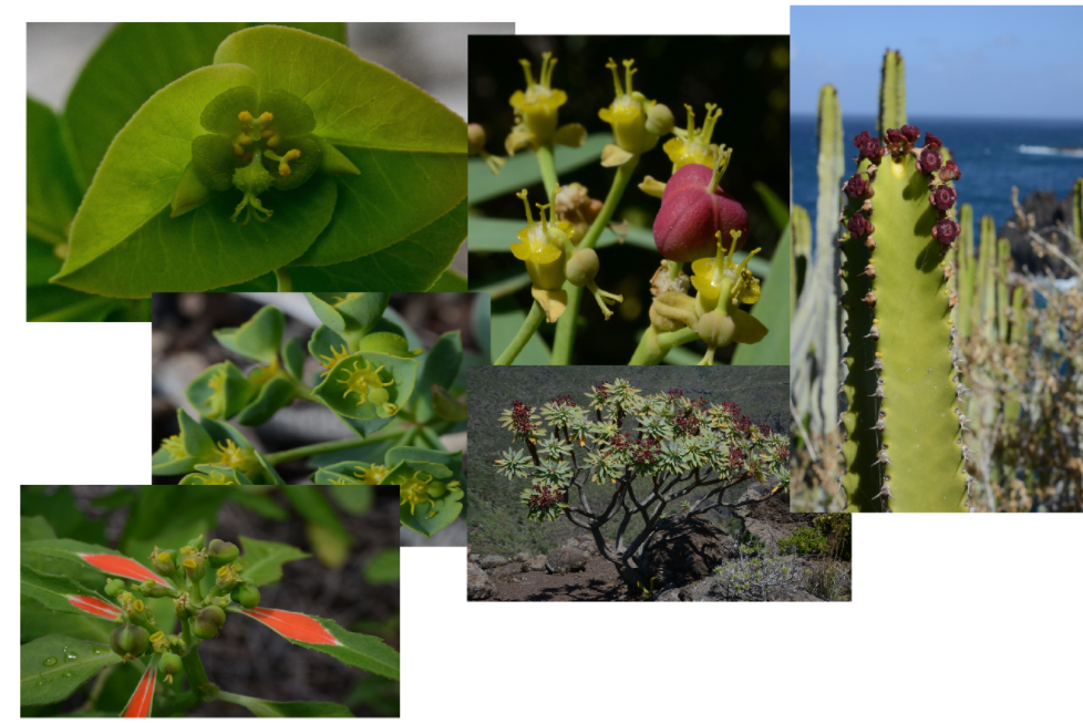<ul><li><p>soms succulent</p></li><li><p>bladeren enkelvoudig (afwezig bij stengelsucculent)</p></li><li><p>bloeiwijze Euphorbia: cyathium</p></li></ul>