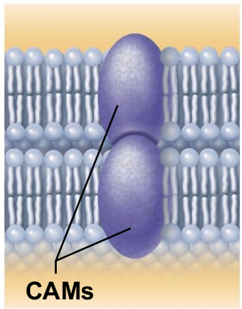 <ul><li><p>Membrane proteins of adjacent cells may be hooked together in various kinds of intercellular junctions. </p></li><li><p>Some membrane proteins (cell adhesion molecules or CAMs) of this group provide temporary binding sites that guide cell migration and other cell-to-cell interactions.</p></li></ul><p></p>
