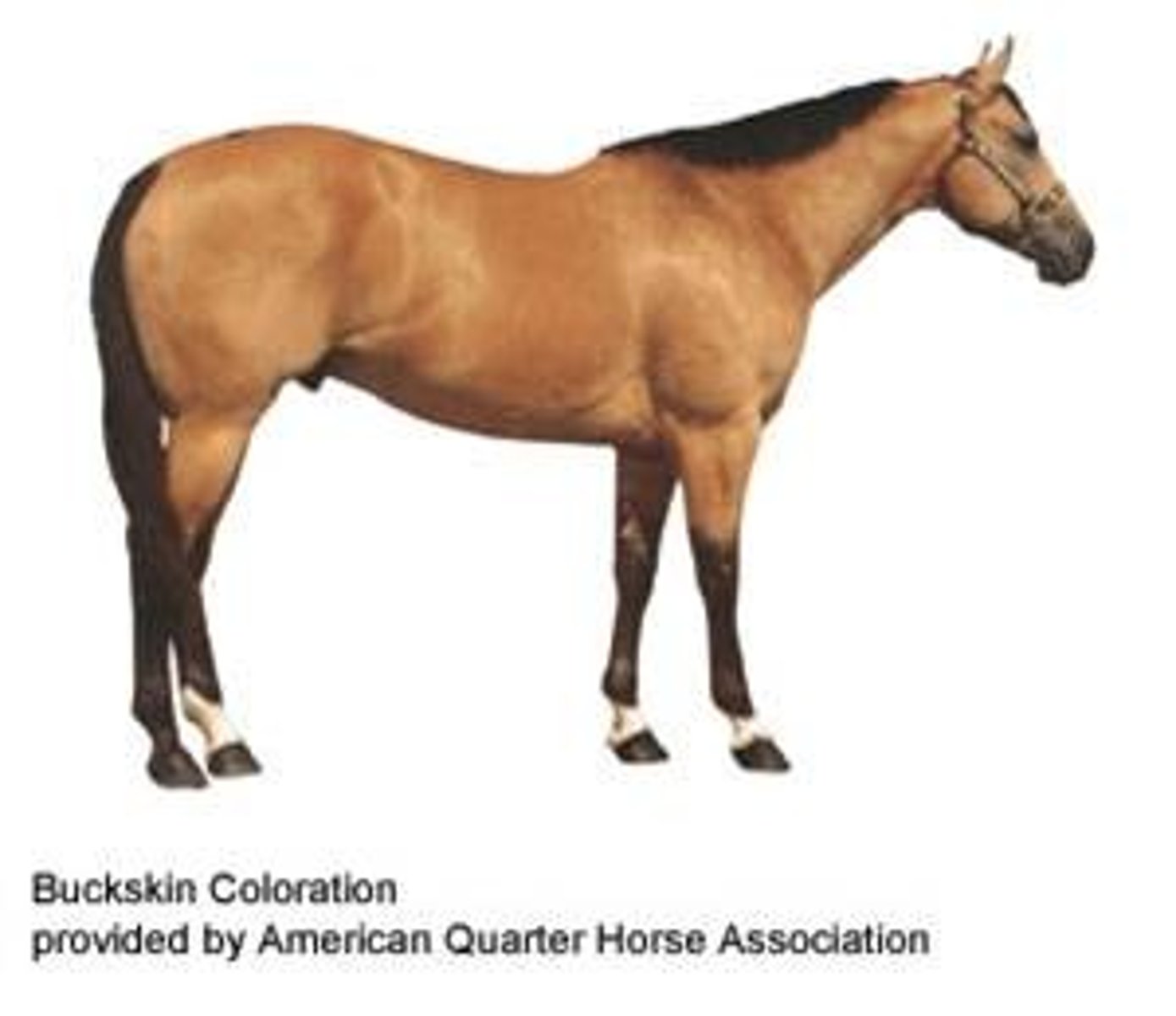 <p>- Hair coat of some shade of yellow (gold to nearly brown) with black or brown points (mane, tail, lower legs)</p><p>- No dorsal line (line down back)</p>