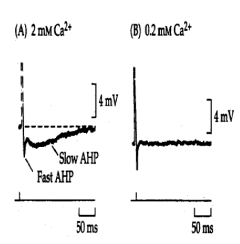 <p>there are two AHP events. A short and fast one and a long and slow one. both are due to potassium conductance.</p>