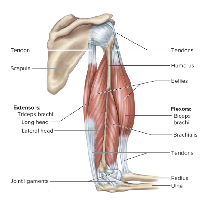 <p><strong>• Synergist</strong></p><p>– Assists the prime mover</p><p><strong>• Fixator</strong></p><p>– Prevents movement, "fixates" a bone, holds bone steady</p><p></p>