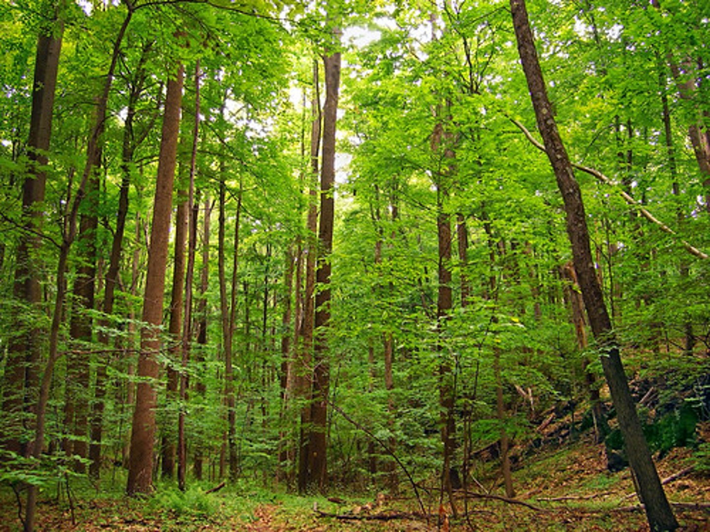 <p>Forests exist between 25 and 50 degrees (Temperature varies on the season) latitude in both hemispheres. They typically have high humidity, heavy rainfall, large, tall trees, and wide leaves. </p>