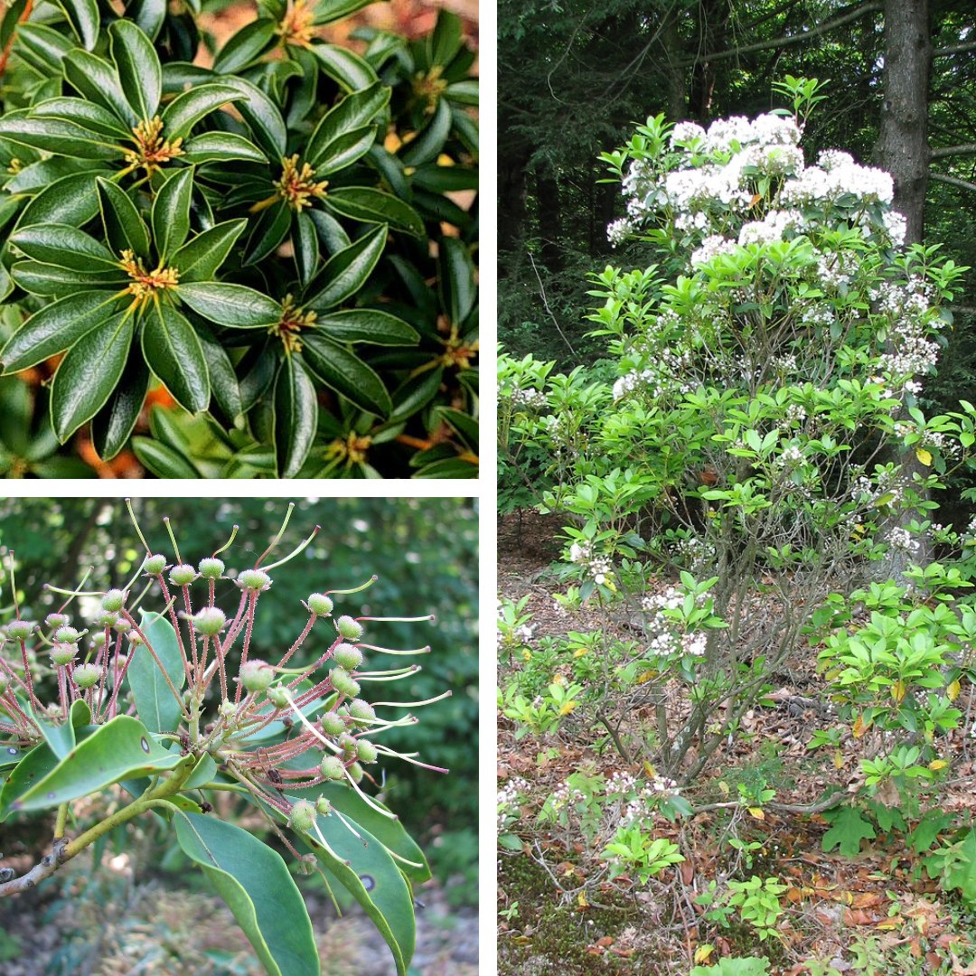 <p>Mountain Laurel</p><p>Evergreen, shiny thick cuticle leaves, dark green top, 5-7ish leaves, viney bark, berries protrude red stem, w/stigma sticking out</p>