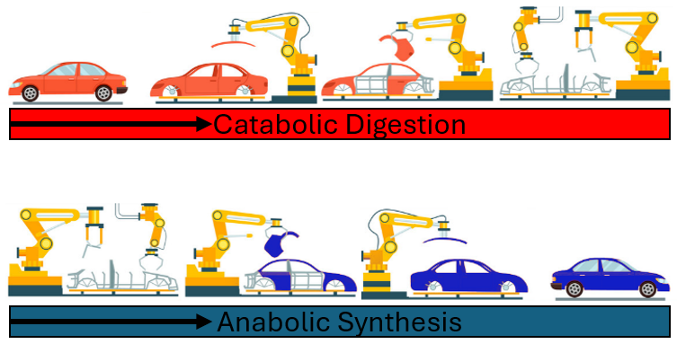 <p>the metabolic process of breaking down complex food molecules into smaller, simpler units to release energy and provide raw materials for cellular function</p>