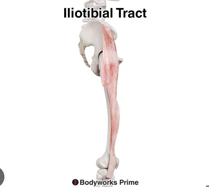 <p>iliotibial tract</p>