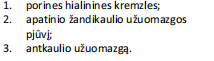 <p>kaulo formavimasis iš mezenchimos (apatinio žandikaulio užuomazgos skersinis pjūvis)</p>