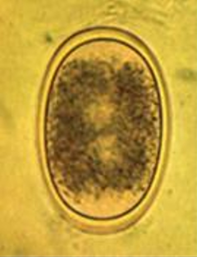 <ol><li><p>SN</p></li><li><p>PS</p></li><li><p>DH</p></li><li><p>CN</p></li></ol><p></p>