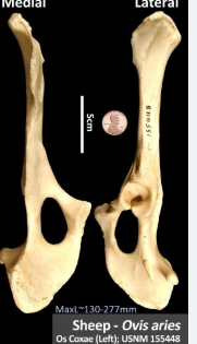 <p>same with ox, but the long axes of ilium and ischium forms nearly straight line </p>