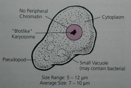 <p><em>Endolimax nana</em> troph</p>