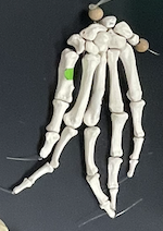 <p>Bones on hand?</p>