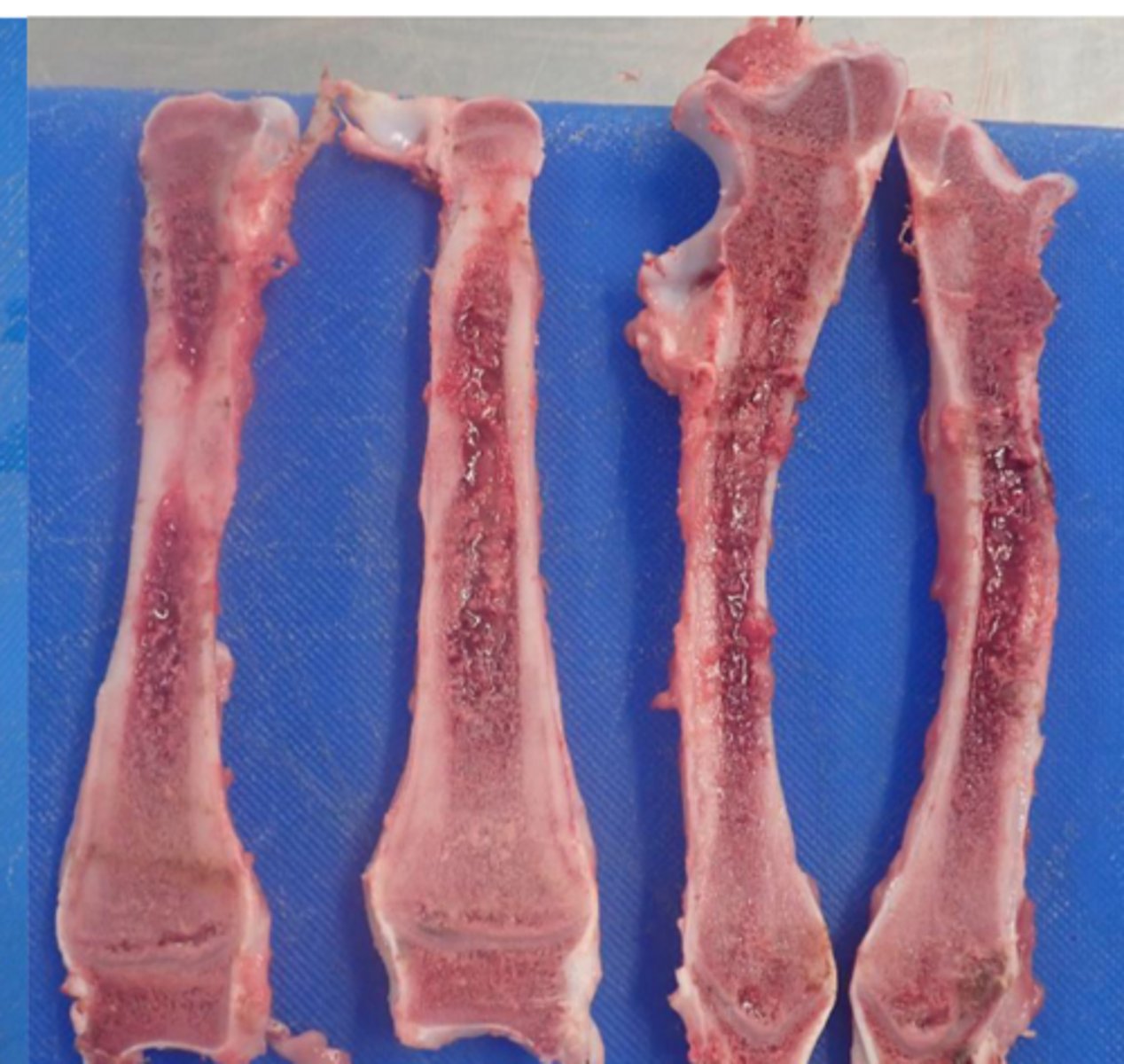 <p>Identify the pathology:</p>