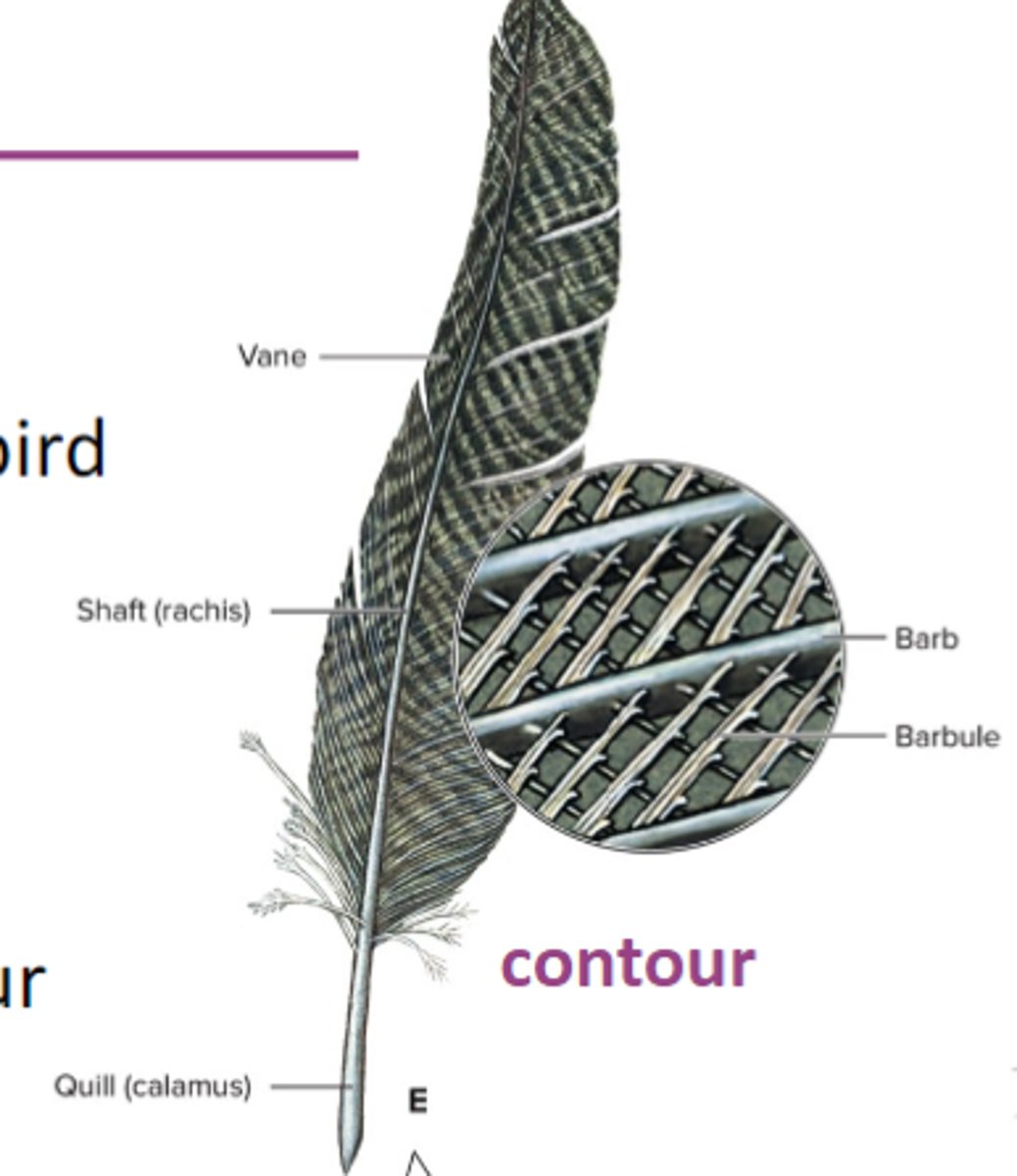 <p>give the bird shape (central quill that becomes the rachis/shaft, covered with barbs and barbules that form a vane)</p>