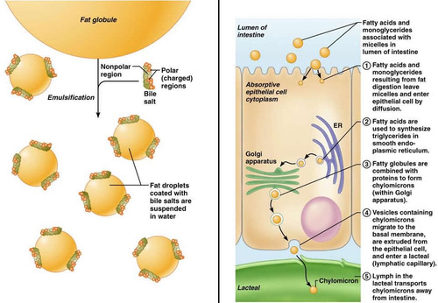 <p>1) Lipase enzymes catalyse the breakd own of lipids into monoglycerides and fatty acids. This involves the hydrolysis of the ester bonds in lipids.</p><p>2) Lipases are made in the pancreas. They work in the small intestine.</p>