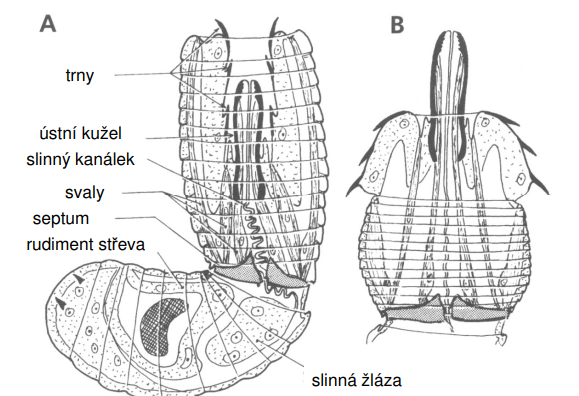 <p>Juvenilní stadium (larva) strunovce Chordodes sp. (Gordioida)</p>