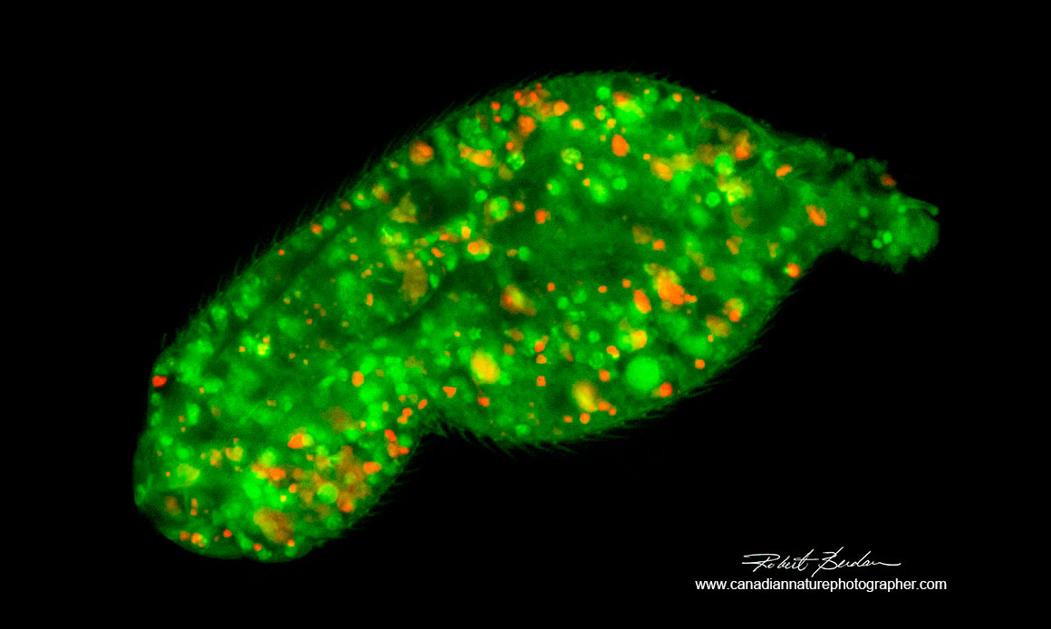 <p>Fluorescence </p>