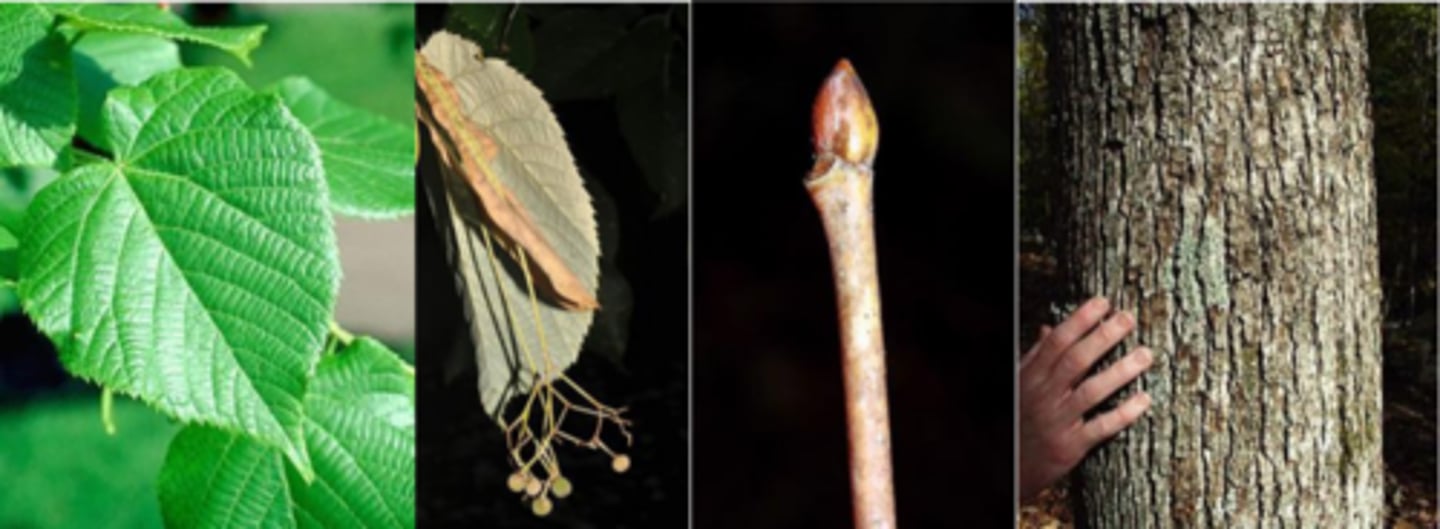 <p>Leaf: alternate, simple, ovate to cordate, 5 to 6 inches long, with serrate margins (singly toothed), pinnately veined, base is unequally cordate, green above and paler below. </p><p>Twigs: moderately stout, zigzag, green (summer) or red (winter); </p><p>Buds: terminal bud is false, each very plump with one side bulging out disproportionately; edible but very mucilaginous. Brighter red during cold months, especially in comparison with that of T. cordata.</p><p>Fruit: round, unribbed nutlet (1/4") that is covered with gray-brown hair; occur in a hanging cluster with a curving, leafy bract acting as wing on top of the cluster, ripening in the fall. </p><p>Bark: At first smooth and gray-green, later turning gray-brown and becoming ridged with long, shallow furrows and flat topped ridges. The bark is very fibrous. Sprouting of multiple main stems common.</p><p>Form/Silvics: A medium sized tree to 80'. Older trees very often sprout from the base when cut. Stumps sprout prolifically, often resulting in clumps of several trees.</p>