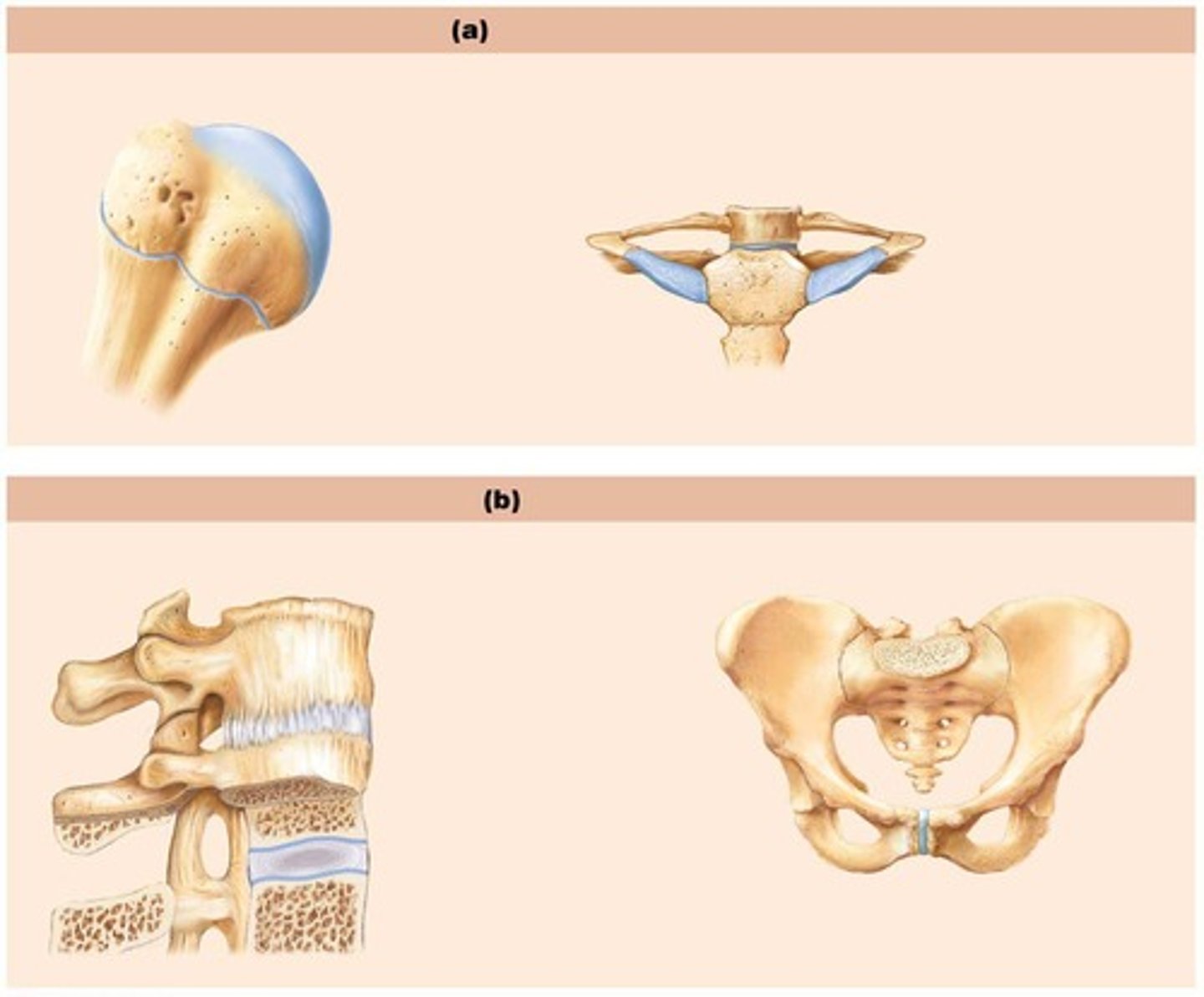 <p>Freely movable joints within a fluid-filled capsule.</p>