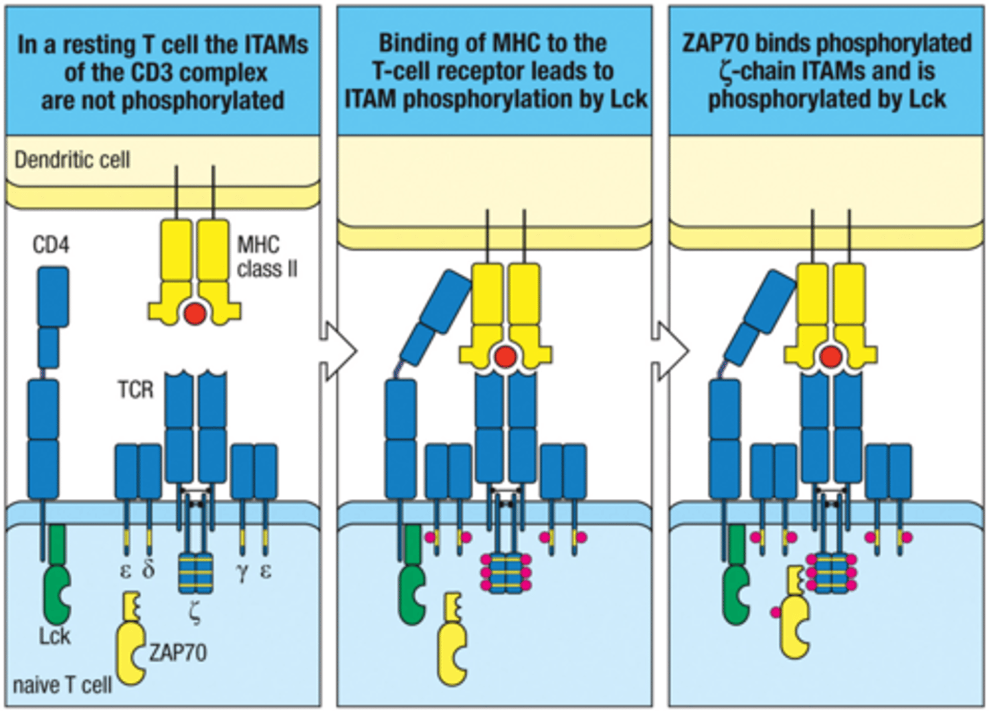 <p>ZAP70; ZAP70</p>