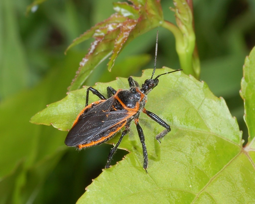 <p>Rhombus thorax, regular legs, really small head, raptorial front legs (like a mantis), Class Insecta, Order Hemiptera, called assassin bugs</p>