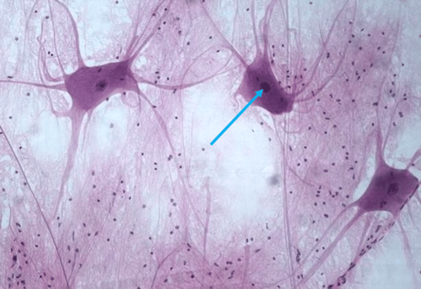 <p>The organelle in the cell body that contains genetic material.</p>