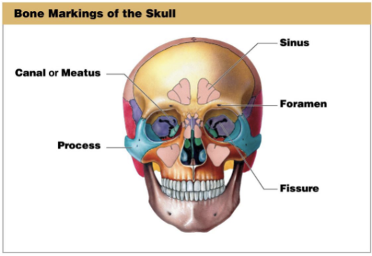 <p>A large passageway through a bone.</p>