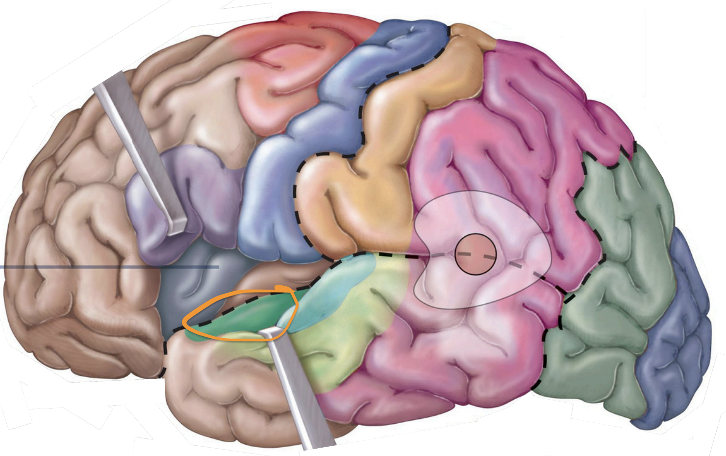 <p>Sensory Areas - <strong>1°olfactory cortex</strong></p>
