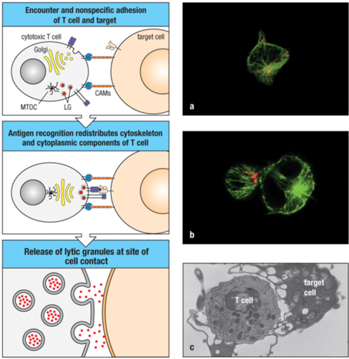 <p>secretion is aimed - the immunological synapse formed by APC-T cells contains and directs the cytotoxins</p>