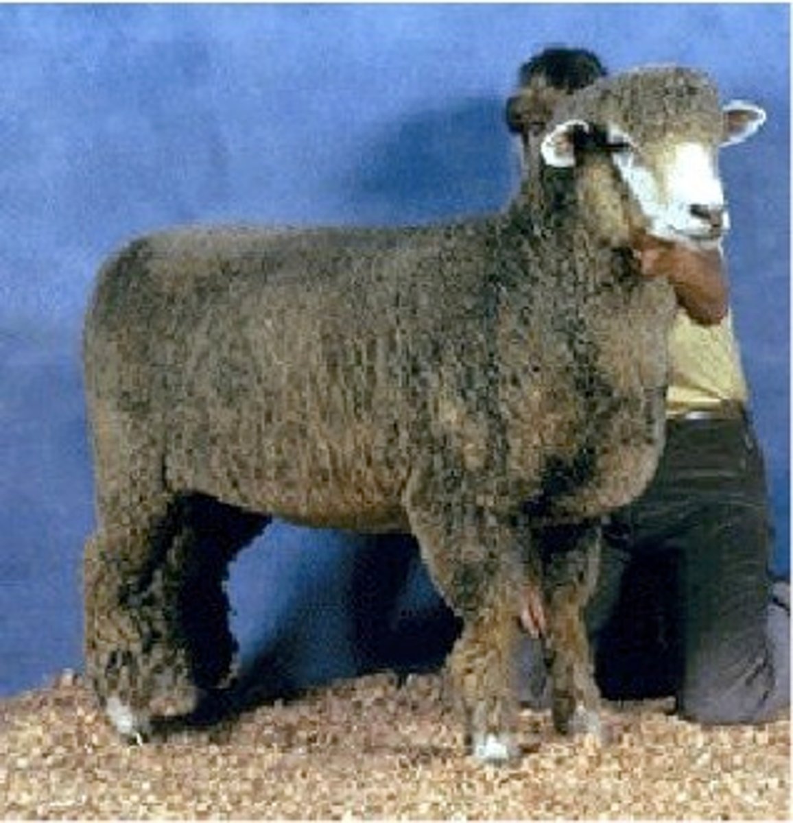 <p>crossbred or medium-wool sheep breed:</p><p>originated in New Zealand (less in US); crossing Lincoln rams with Merino ewes; dark footed= hooves, faces</p>