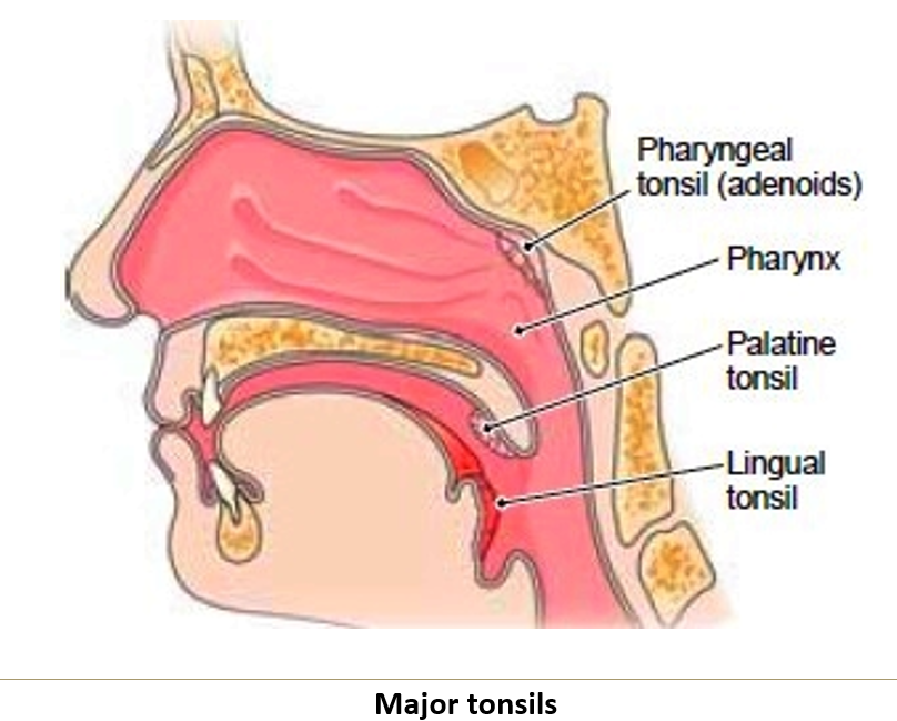 <ol><li><p><strong>Palatine tonsils</strong>.</p></li><li><p><strong>Lingual tonsils</strong>.</p></li><li><p><strong>Median pharyngeal tonsil</strong> (when enlarged, called <strong>adenoids</strong>).</p></li></ol><p></p>