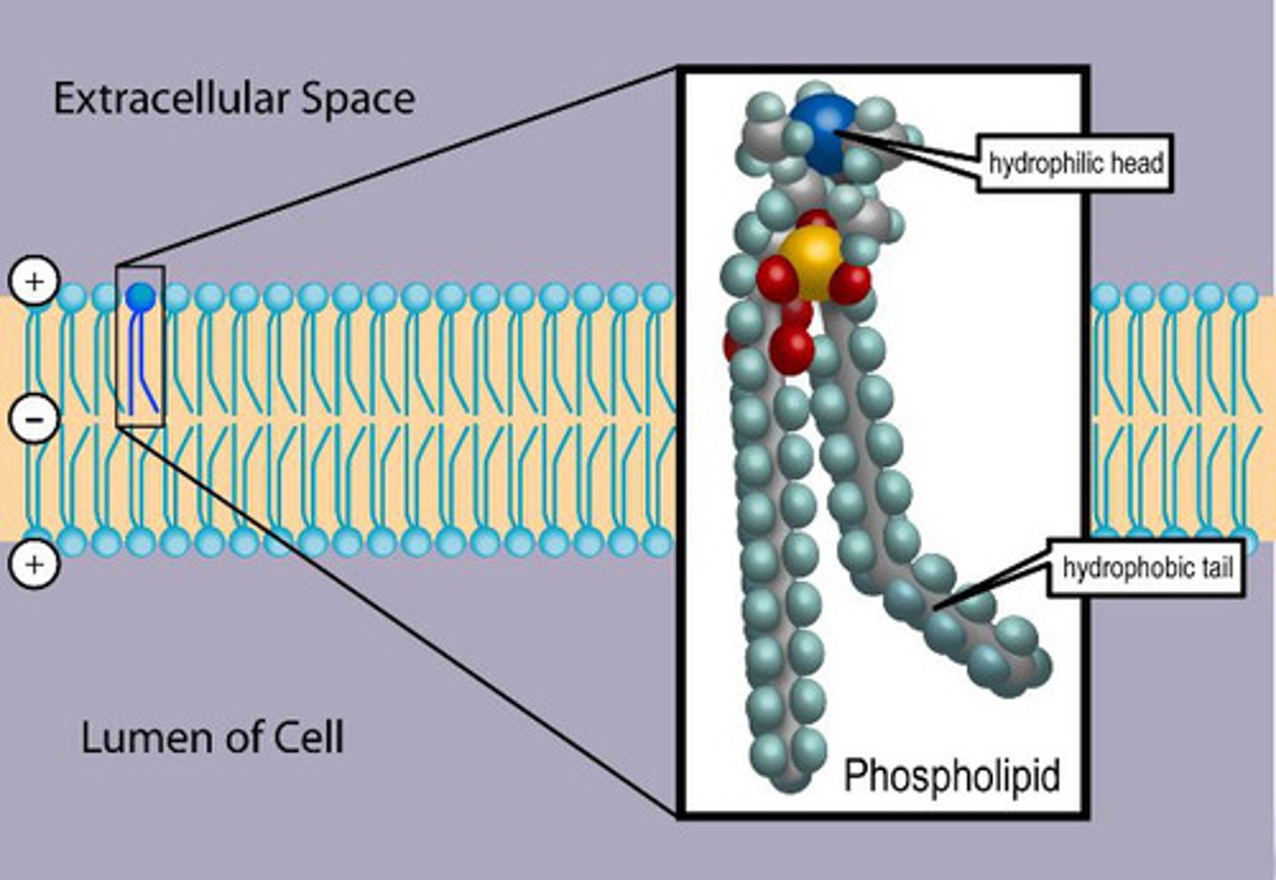 <p><span>Lipids (fats) that make up the cell membrane. They have a polar head with two non-polar tails.</span></p>
