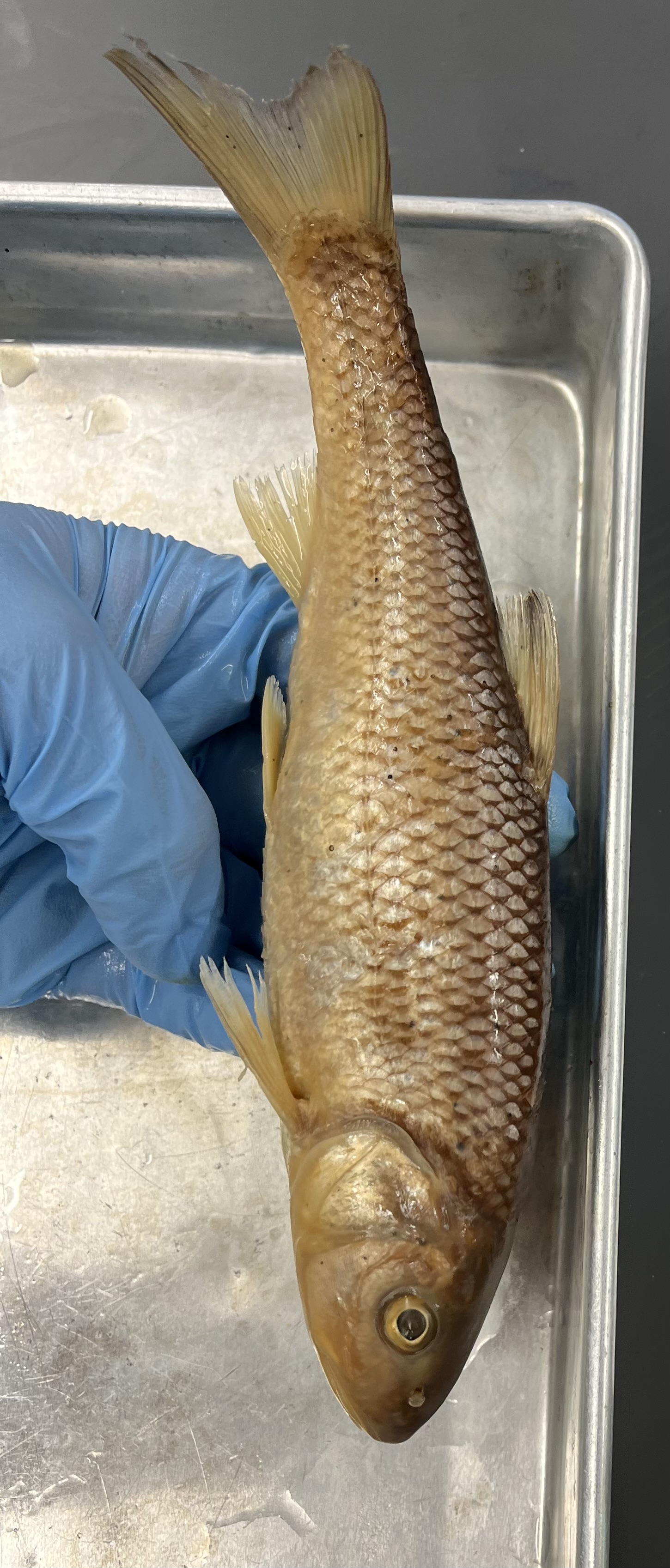 <p>Big scales</p><p>Classic mouth</p><p>No black dot</p>