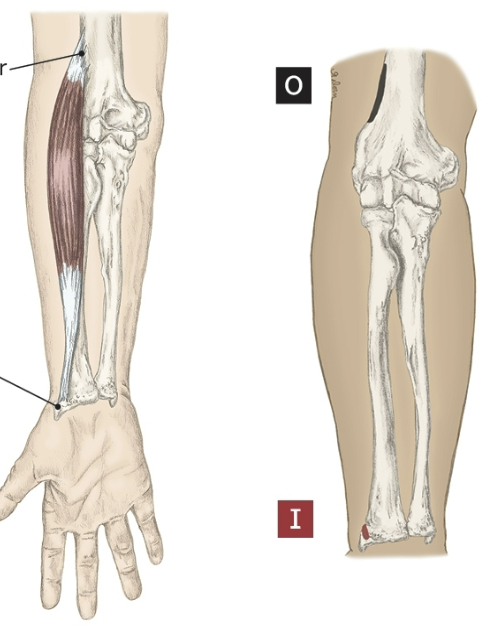 <p>Origin of the Brachioradialis</p>
