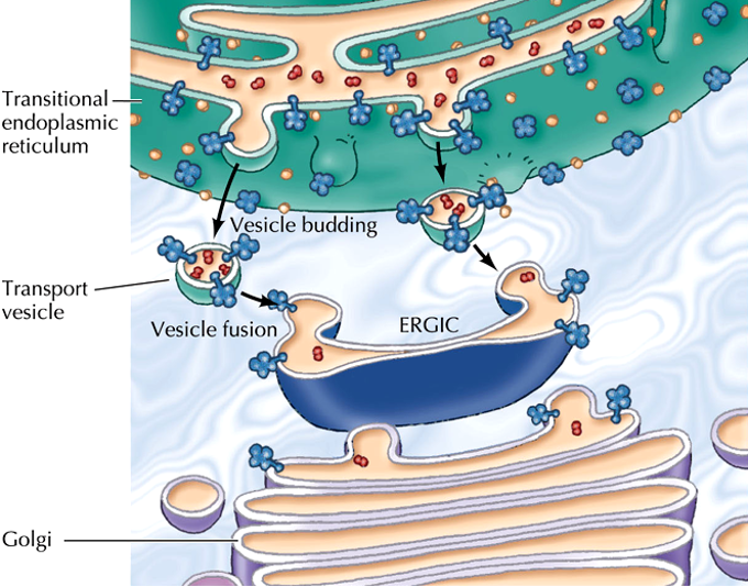 <p><span><strong><span>ER-Golgi intermediate complex (</span></strong></span>ERGIC) </p>