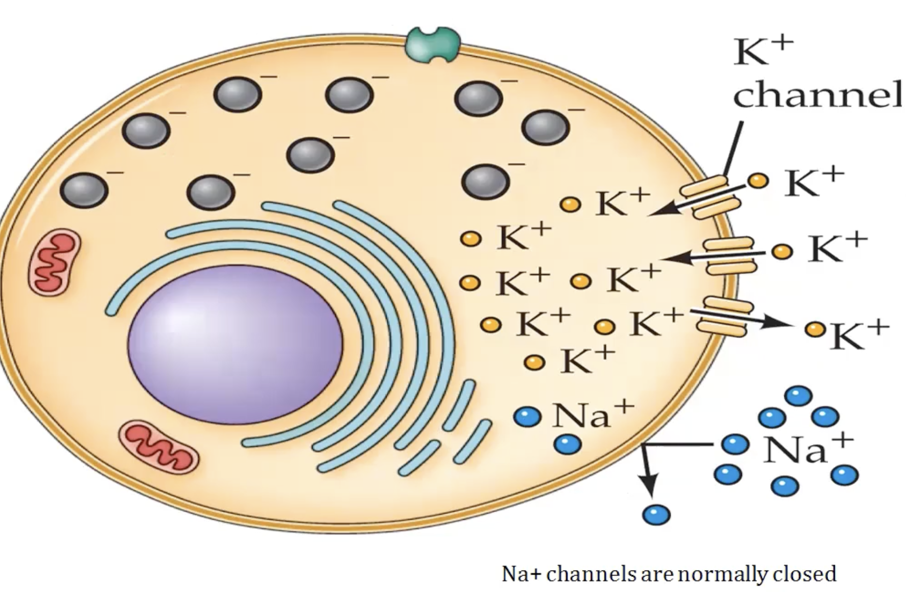 This also applies to the leaky potassium channels