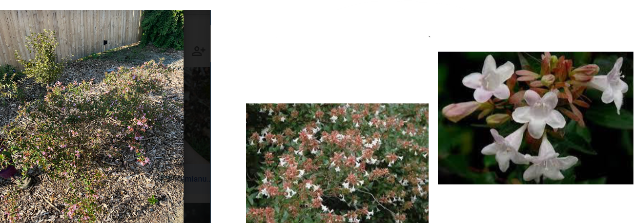 -trumpet shped flowers
-flowers can be white/pink
-flowers arent really big lol
-red/maroon petals(?) around flower