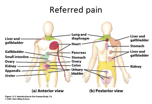 <ul><li><p><span style="font-family: &quot;Times New Roman&quot;, serif">perception of pain warns of damage</span></p></li><li><p><span style="font-family: &quot;Times New Roman&quot;, serif">referred pain - pain that originates in organ is perceives as cutaneous pain due to sensory impulses from two regions following common nerve pathway to brain</span></p><ul><li><p><span style="font-family: &quot;Times New Roman&quot;, serif">heart attack → anterior chest wall &amp; left arm</span></p></li><li><p><span style="font-family: &quot;Times New Roman&quot;, serif">diaphragm → shoulder/back</span></p></li><li><p><span style="font-family: &quot;Times New Roman&quot;, serif">kidney stones → lower back</span></p></li></ul></li></ul><p></p>