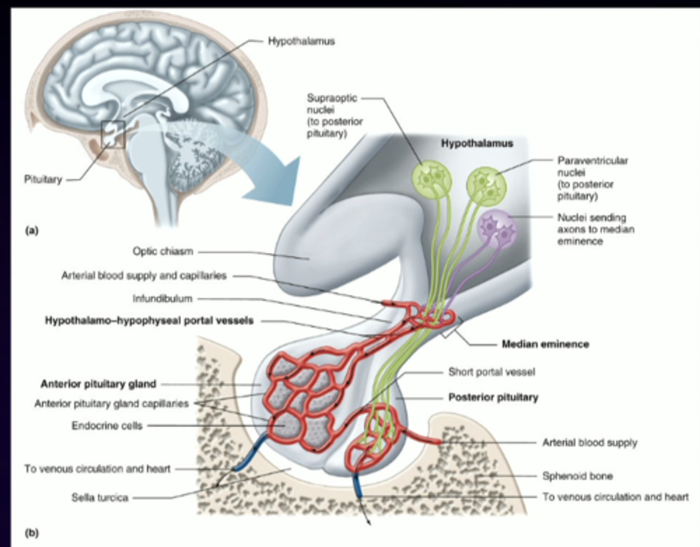 <p>positioned at base of brain towards the back, comprised of neurons that can project to other parts of the brain (prefrontal cortex), trafficked down axon</p>