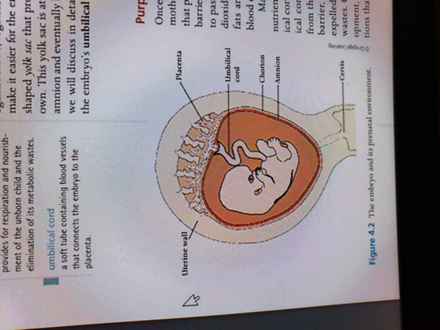 <p>Outermost layer of the two membranes surrounding the embryo; it forms the fetal part of the placenta.</p>