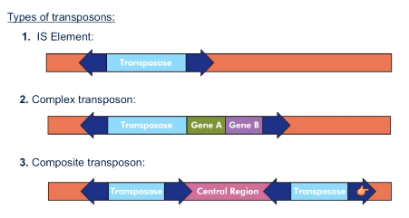<p>Transposase and gene(s) flanked by inverted repeats</p>