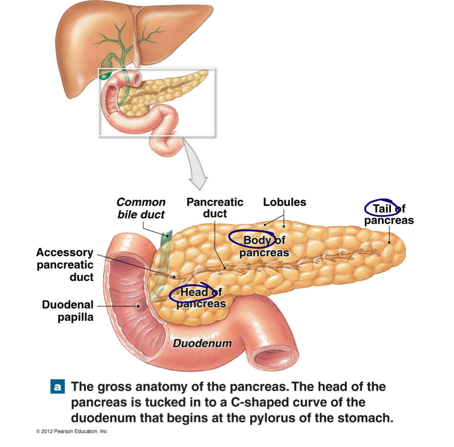 <ul><li><p>Retroperitoneal </p></li><li><p>Head, body, and tail </p></li><li><p>Endocrine and exocrine function </p><ul><li><p>Endocrine: release of insulin, glucagon, and somatostatin into blood stream </p></li><li><p>Exocrine: release of pancreatic juice (alkaline mixture - digestive enzymes, waters, buffers, ions) into duodenum via pancreatic duct </p></li></ul></li></ul><p></p>
