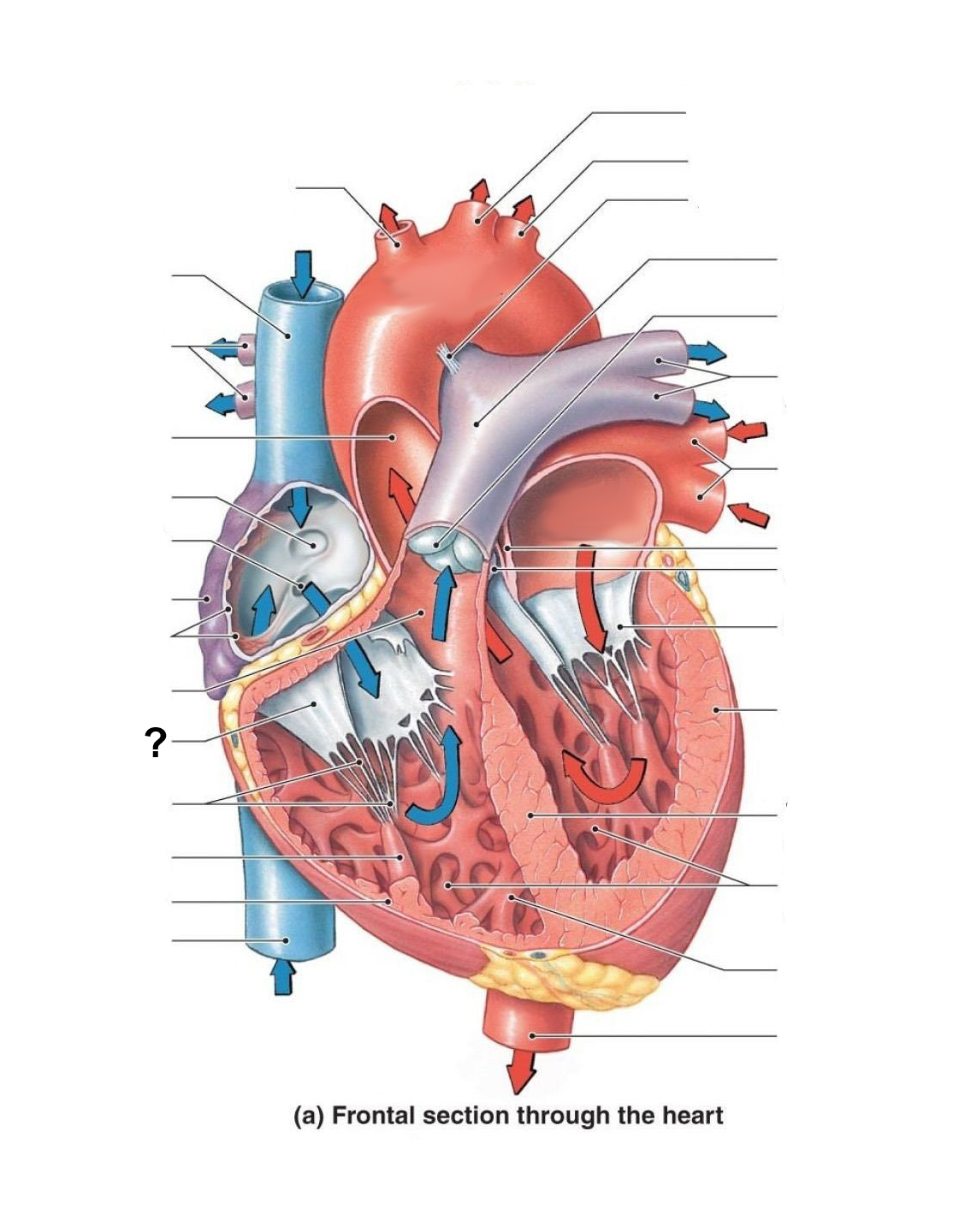 <p>Identify the labeled structure</p>